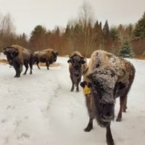 Visit the Bison 