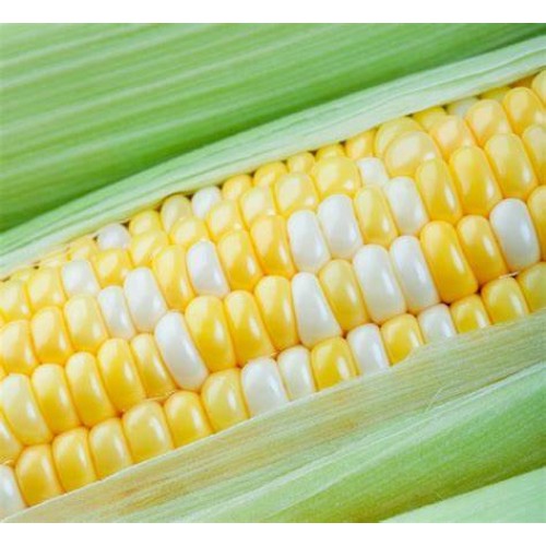 Corn - Peaches and Cream - Dozen