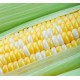 Corn - Peaches and Cream - Dozen
