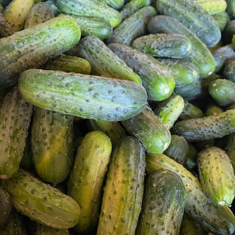 Pickling Cucumbers 