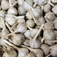 Garlic - Locally Grown - per lb