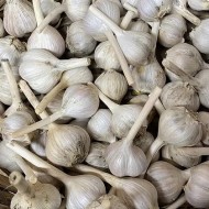 Garlic - Music Variety - per lb