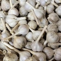Garlic - Music Variety - per lb