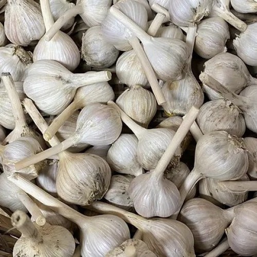 Garlic - Music Variety - per lb