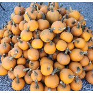 Pumpkin - Pie - Needham's - Each