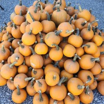Pumpkin - Pie - Needham's - Each
