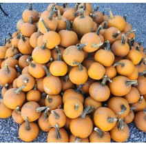 Pumpkin - Pie - Needham's - Each