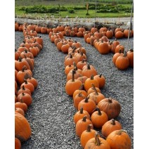 Pumpkin - Needham's - Medium