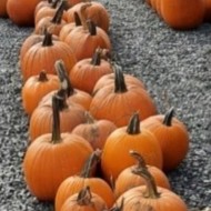 Pumpkin - Needham's - Small