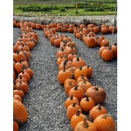 Pumpkin - Needham's - Large