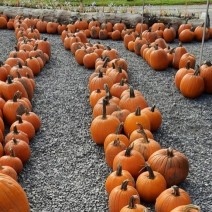 Pumpkin - Needham's - Large