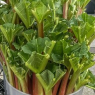 Rhubarb