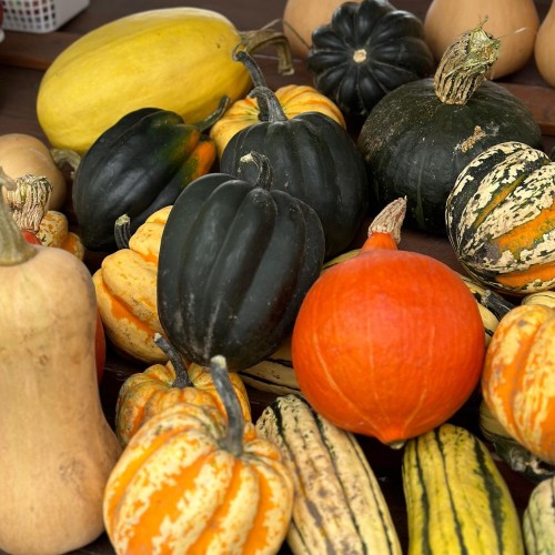 Squash - Mix & Match - per lb