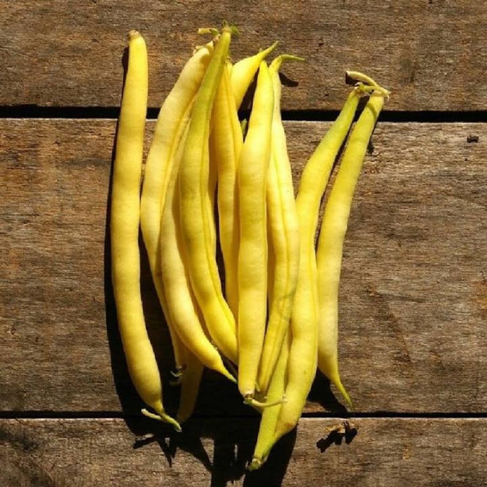 Beans-Yellow