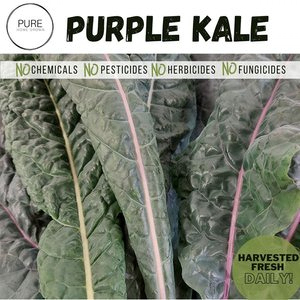 Purple Kale - Pure Homegrown (5-7 oz bag)