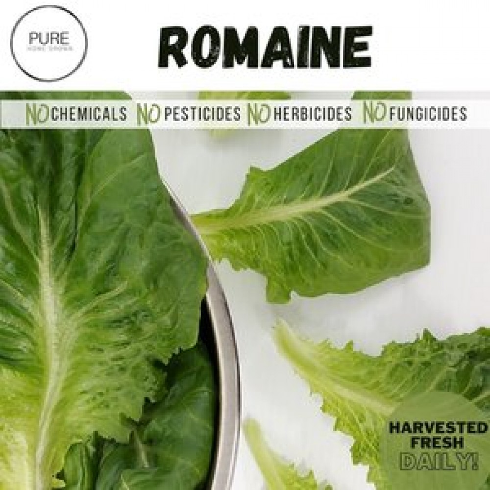 Romaine Lettuce - Pure Homegrown (5-7 oz bag)