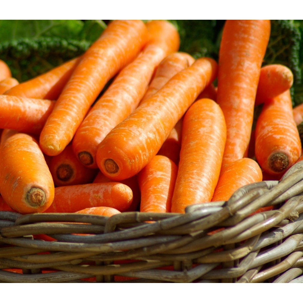 Carrots - Basket, 1/2 Bushel, Full Bushel
