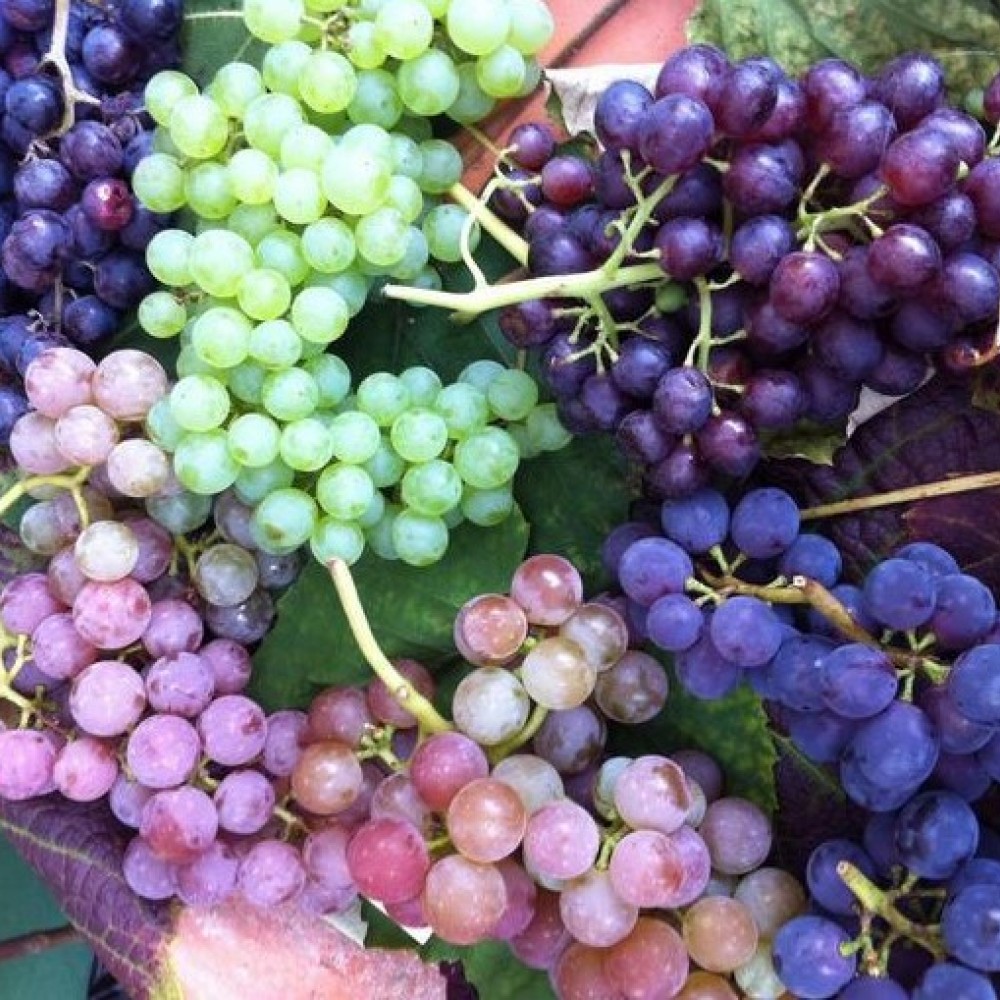 Grapes- Blue - Pint, Basket, 1/2 Bushel or Bushel