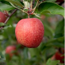 Apples - Gala - per lb