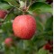 Apples - Gala - per lb