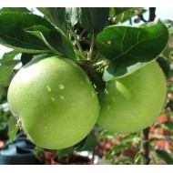 Apples - Granny Smith - per lb