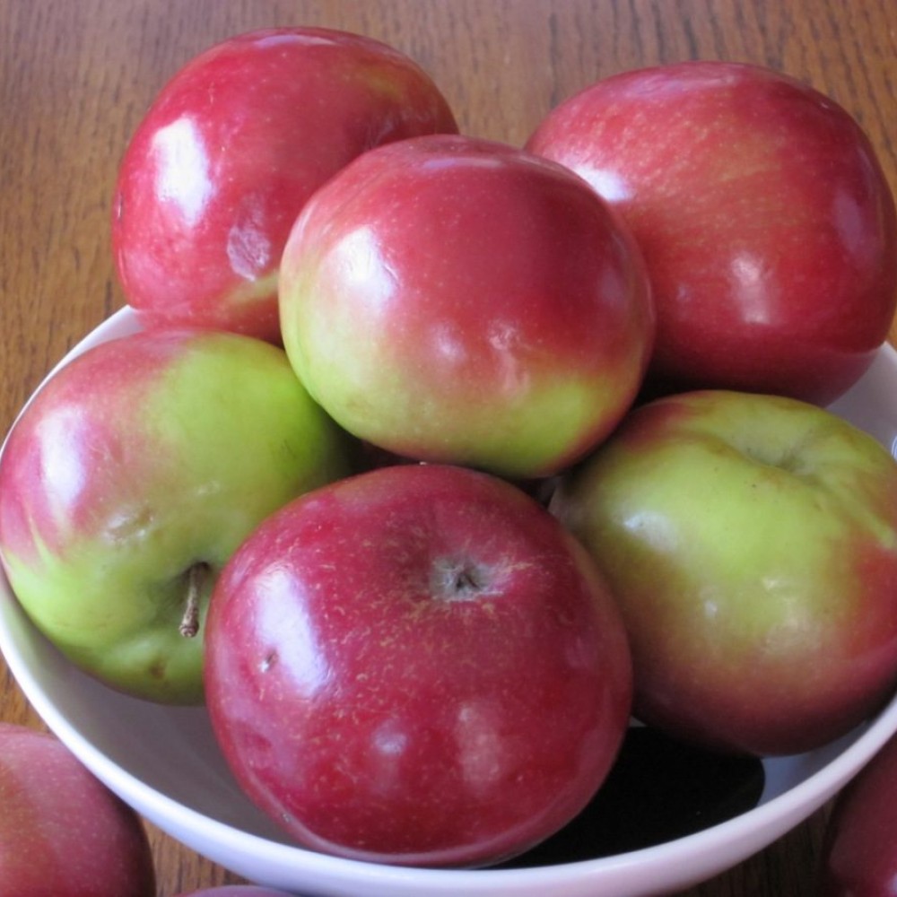 Apples - Macintosh - Each