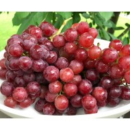 Grapes - Red- Lb