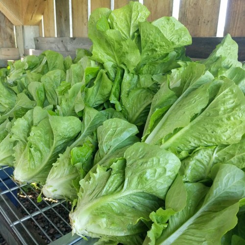 Romaine Lettuce