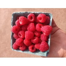 Raspberries - Ontario