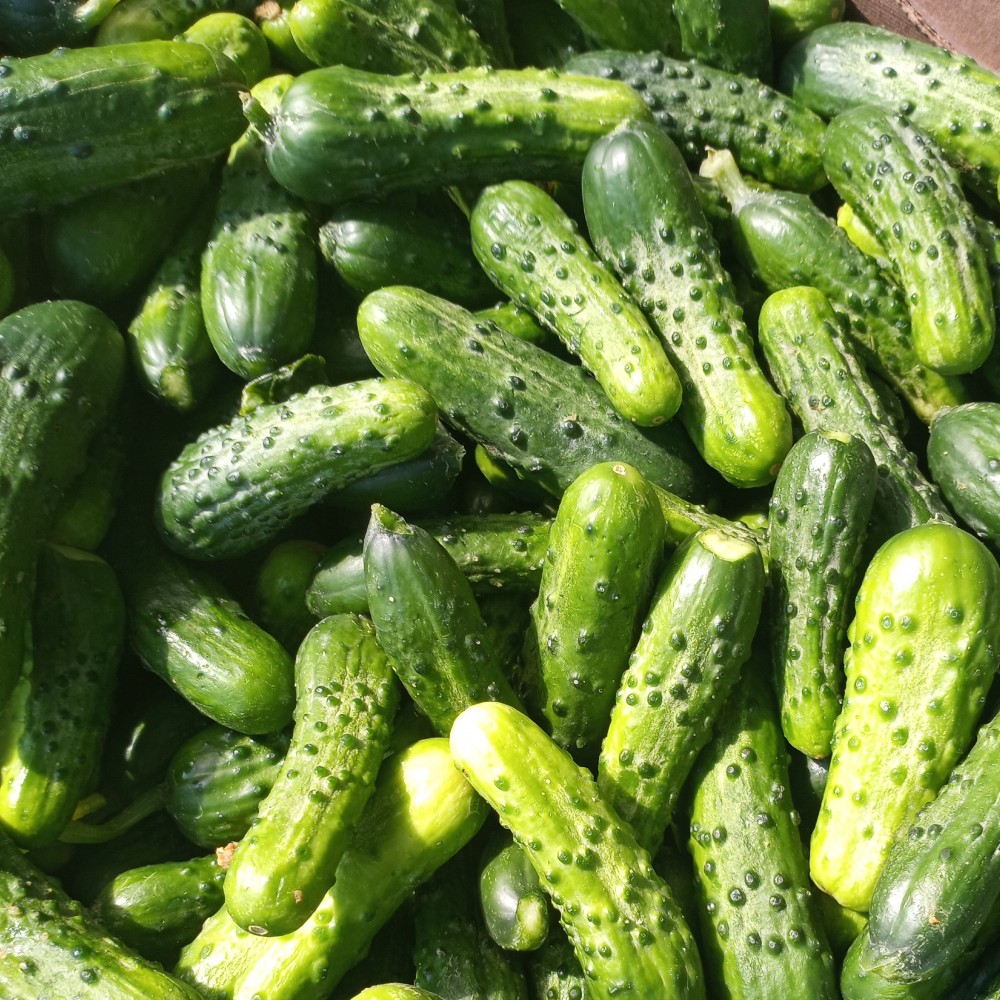 Pickling Cucumbers 