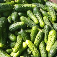  Pickling Cucumbers - Assorted Sizes
