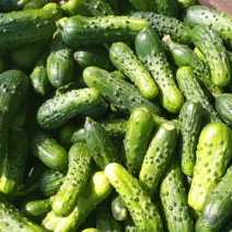  Pickling Cucumbers - Assorted Sizes