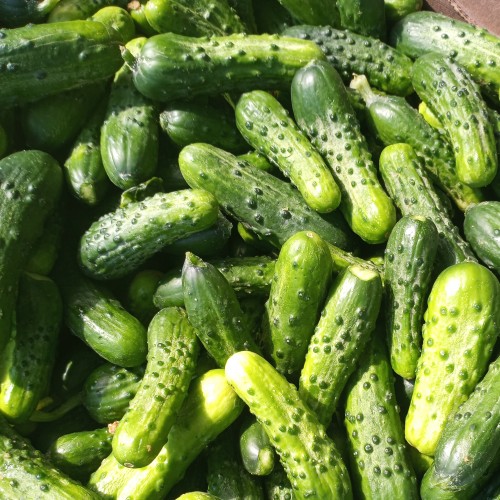  Pickling Cucumbers - Assorted Sizes