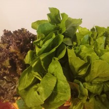 Salad Bag 