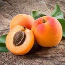 Apricots 