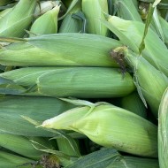 Corn - Ontario - Dozen