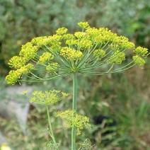 Dill