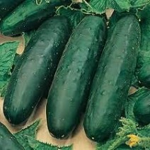 Cucumber - Field - Ontario - Pack 3