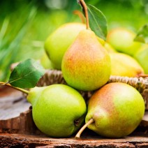 Pears- Barlett - Flat