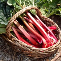 Rhubarb - per lb