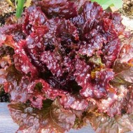 Leaf Lettuce - Red