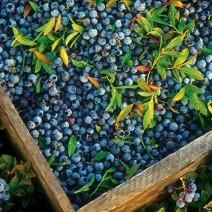Blueberries - Wild - Ontario - 4L