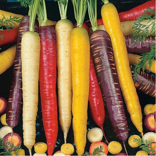 Rainbow Carrots - Ontario 