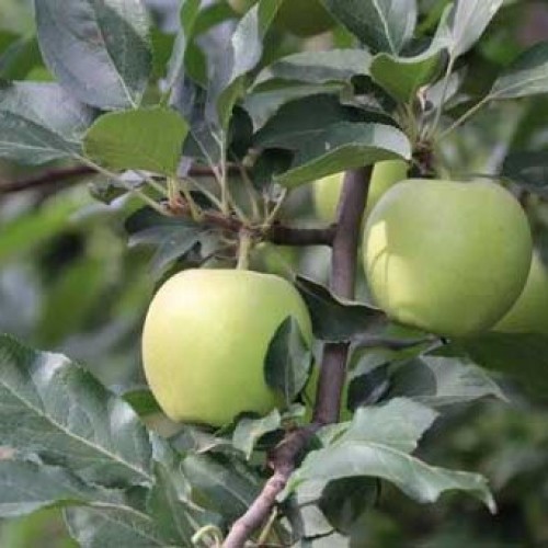 Apples - Green Lodi - Basket