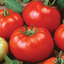Tomatoes - Pack of 3