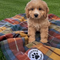 Barkingtosh Tartan Wool Pet Blanket -  Antique Buchannon - Small 