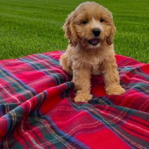 Barkingtosh Tartan Wool Pet Blanket - Royal Stewart - Small 