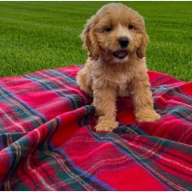 Barkingtosh Tartan Wool Pet Blanket - Royal Stewart - Small 