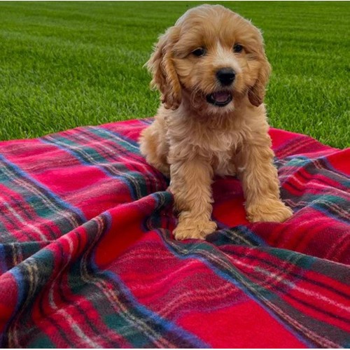 Barkingtosh Tartan Wool Pet Blanket - Royal Stewart - Small 