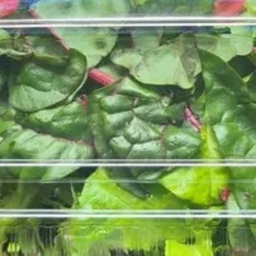 Salad Mix - Arugula & Swiss Chard - Locally Grown - Regular